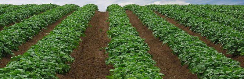 Avantages et inconvénients de la culture de pommes de terre en utilisant la technologie néerlandaise