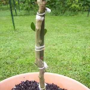 Comment planter un citron - instructions étape par étape