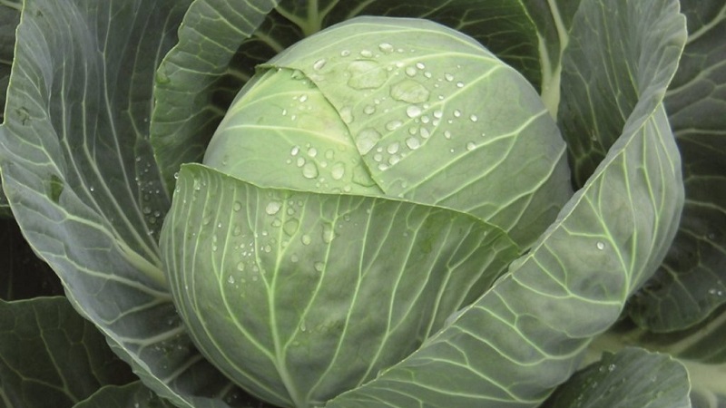 Début du chou blanc hybride Pandion F1