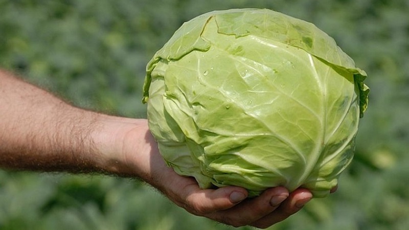 Début du chou blanc hybride Pandion F1