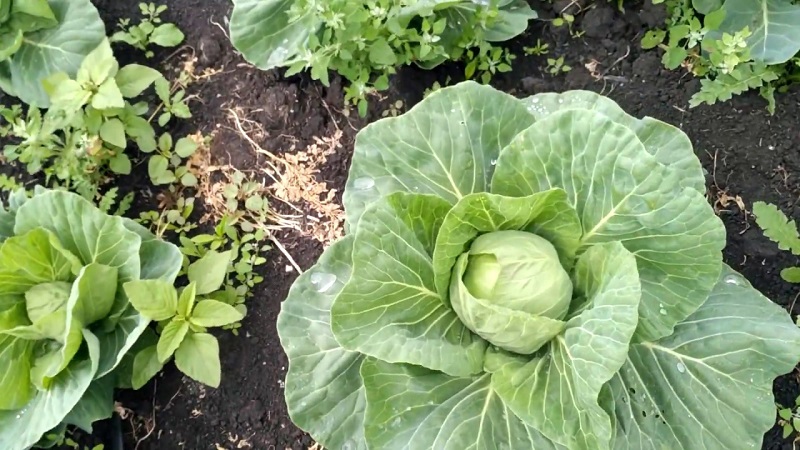 Début du chou blanc hybride Pandion F1