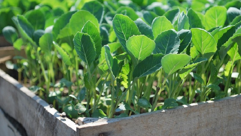 Hybride de chou Kilaton f1 sans prétention à haut rendement