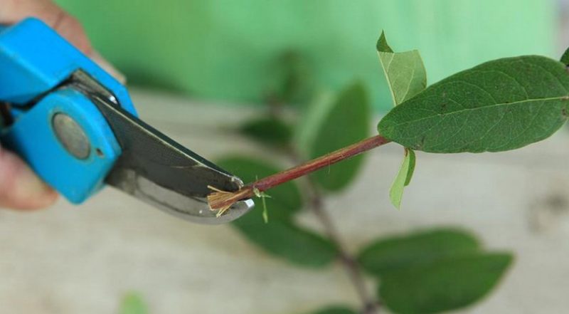 Caractéristiques de la plantation et de l'entretien du chèvrefeuille dans l'Oural