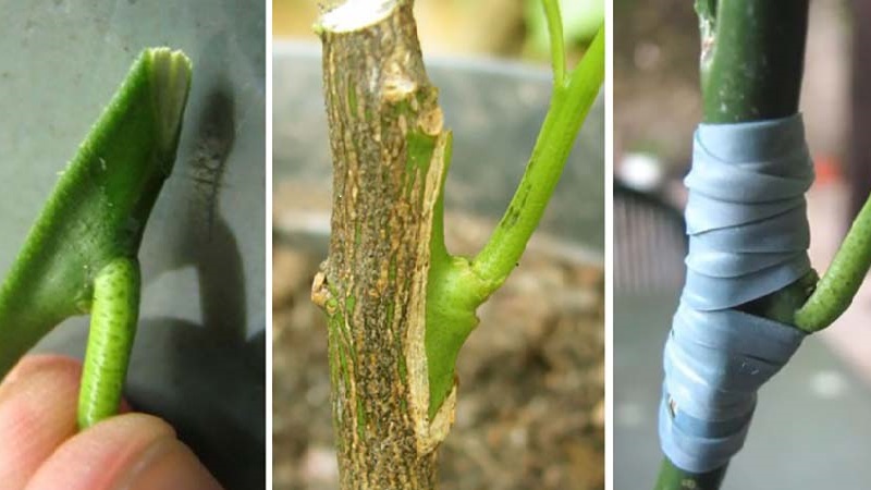 Comment transplanter correctement le citron à la maison