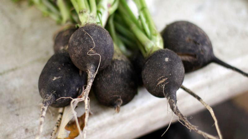 La différence entre les navets et les radis et les radis