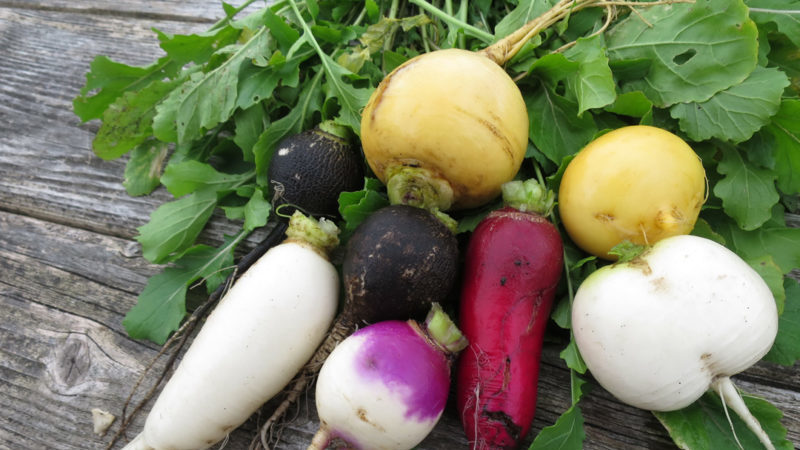 La différence entre les navets et les radis et les radis