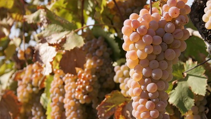 Quels cépages français et kouban sont utilisés pour faire du cognac