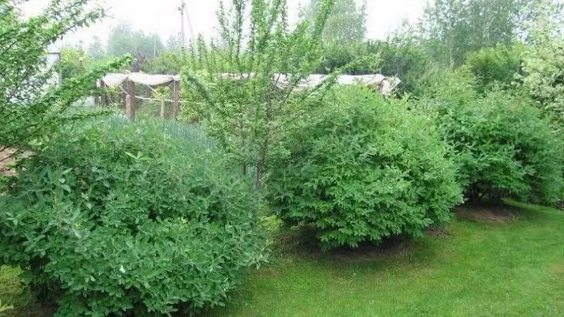 À côté de quoi pouvez-vous planter du chèvrefeuille et pourquoi est-ce important