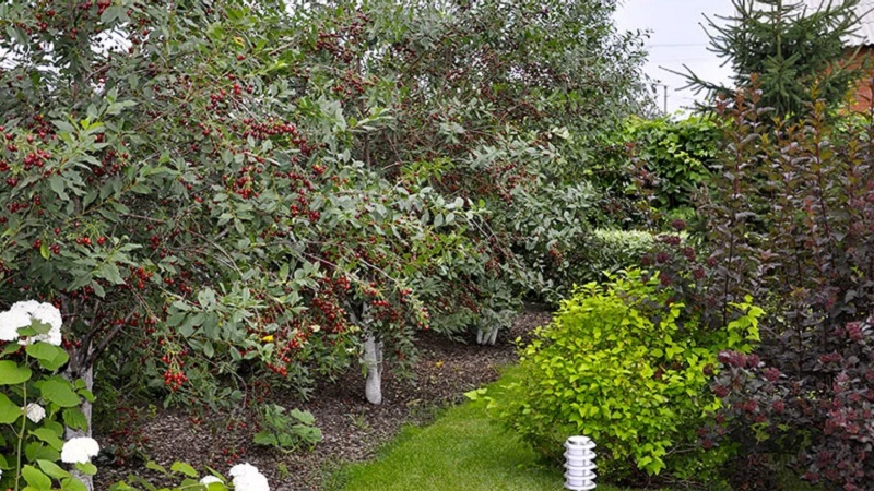 À côté de quoi pouvez-vous planter du chèvrefeuille et pourquoi est-ce important