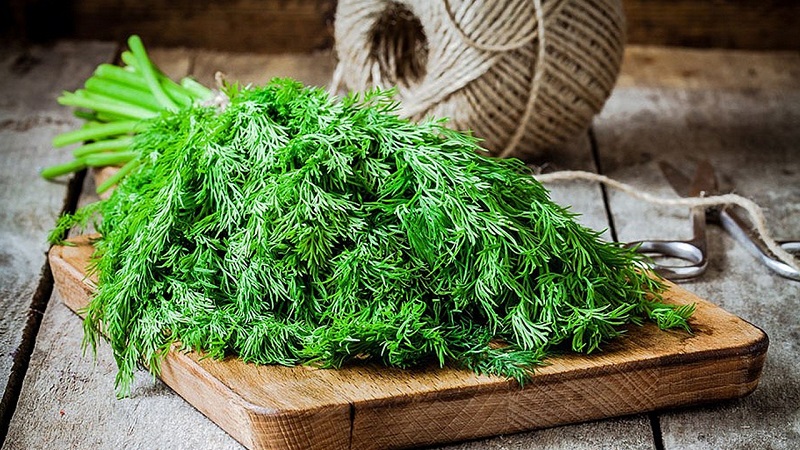 Les recettes de teinture d'aneth les plus efficaces