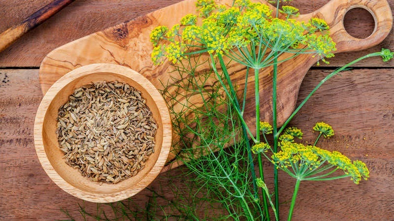 Les recettes de teinture d'aneth les plus efficaces