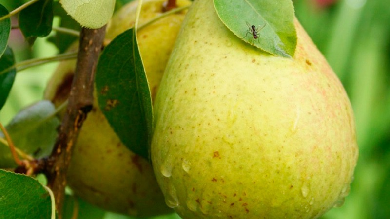 Les variétés de poires les plus sucrées et les plus juteuses