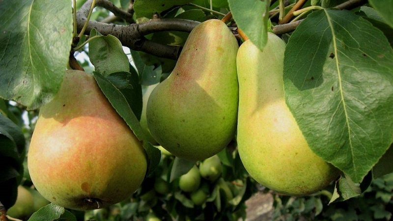 Les variétés de poires les plus sucrées et les plus juteuses