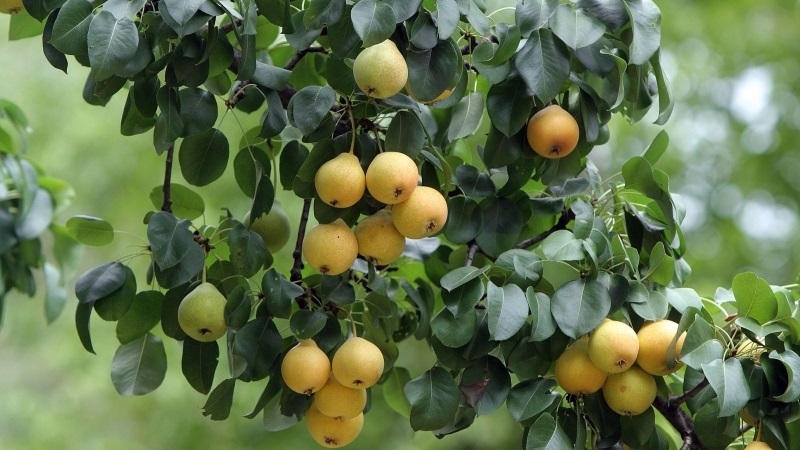 Les variétés de poires les plus sucrées et les plus juteuses