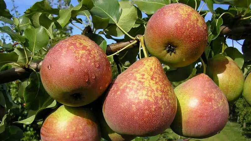 Les variétés de poires les plus sucrées et les plus juteuses