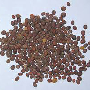 Graines de navet - comment choisir la meilleure variété