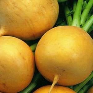 Graines de navet - comment choisir la meilleure variété