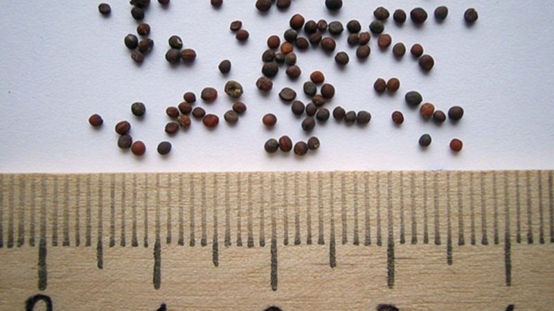 Graines de navet - comment choisir la meilleure variété