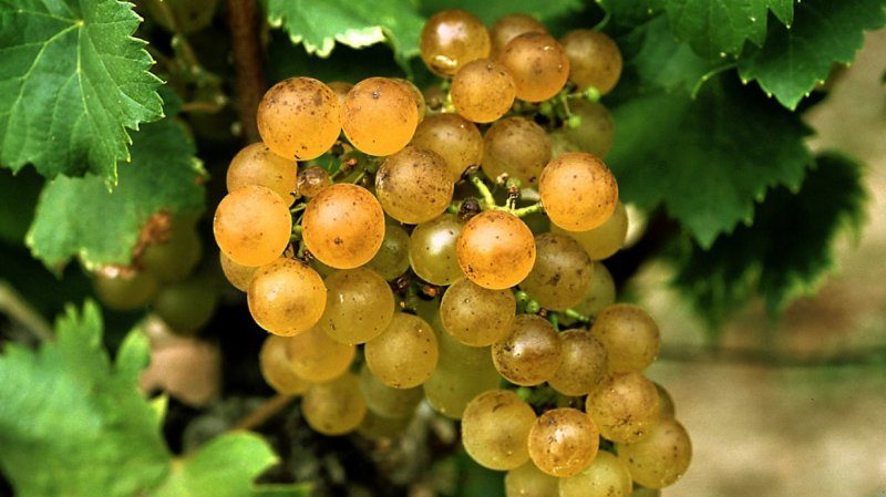 Quels cépages français et kouban sont utilisés pour faire du cognac