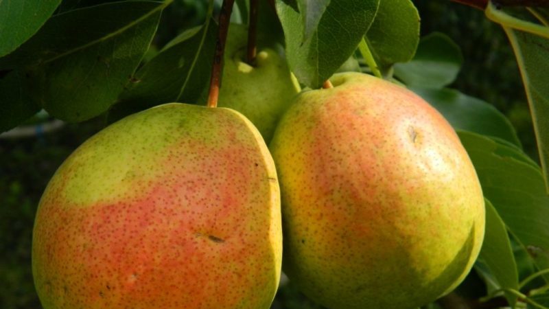 Les meilleures variétés de poires d'été: description et caractéristiques