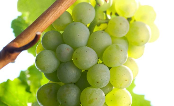 Quels cépages français et kouban sont utilisés pour faire du cognac