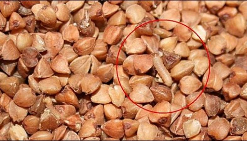 Combien de sarrasin est stocké à la maison