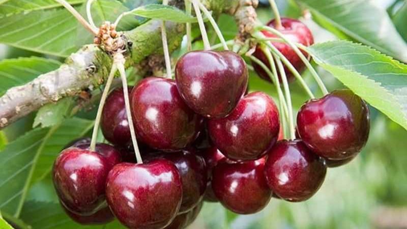 Une variété de cerises jeune, mais de plus en plus populaire parmi les jardiniers Revna