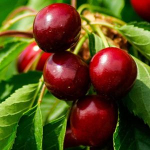 Une variété de cerises jeune, mais de plus en plus populaire parmi les jardiniers Revna