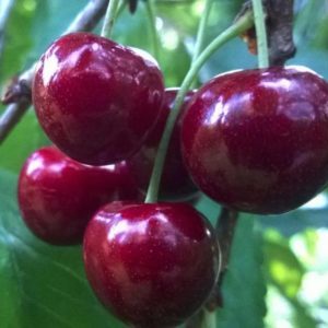 Une variété de cerises jeune, mais de plus en plus populaire parmi les jardiniers Revna