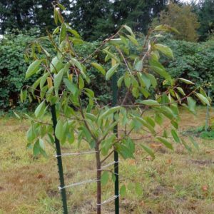 Une variété de cerises jeune, mais de plus en plus populaire parmi les jardiniers Revna