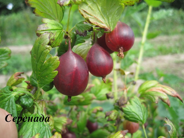 Délicieuse sérénade de groseille à gros fruits
