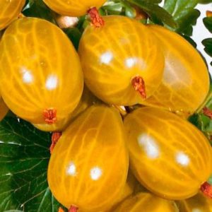Variété de groseille douce résistante au gel Ambre