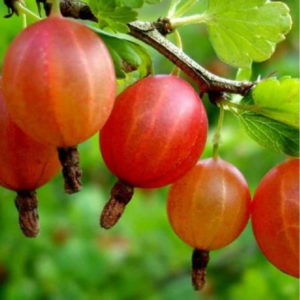 Variété de groseille sucrée et juteuse Yubilyar