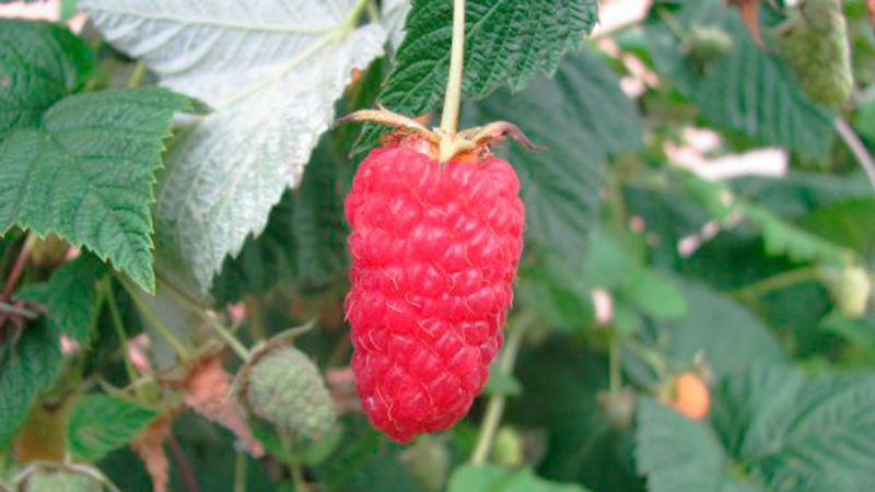 Variétés de framboises pour la voie du milieu