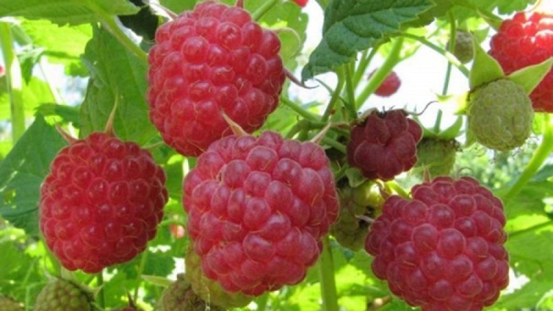 Instructions d'entretien des framboises au printemps après l'hiver et conseils de jardiniers expérimentés