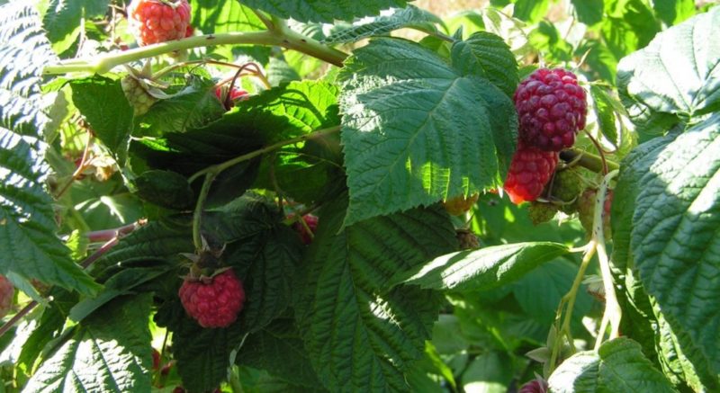 Comment nourrir les framboises en été: instructions