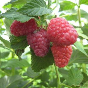 Une nouvelle variété de framboises Fille d'Hercule: description et caractéristiques, règles de plantation et d'entretien