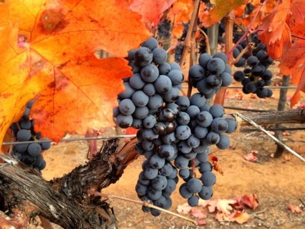 Cépage Carmenere savoureux sans prétention