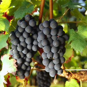 Cépage Carmenere savoureux sans prétention