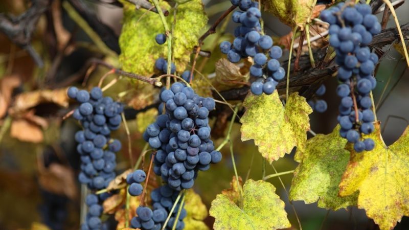 Cépage Carmenere savoureux sans prétention