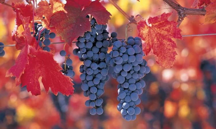 Cépage Carmenere savoureux sans prétention