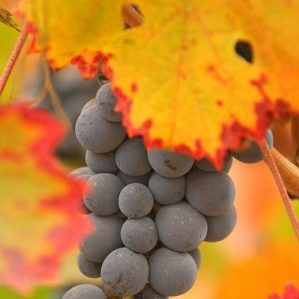 Cépage Carmenere savoureux sans prétention