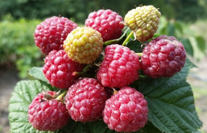 Variétés de framboises pour la voie du milieu