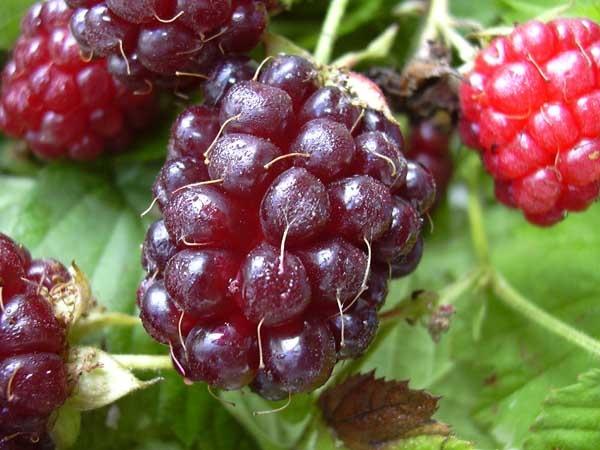 Variétés de framboises pour la voie du milieu