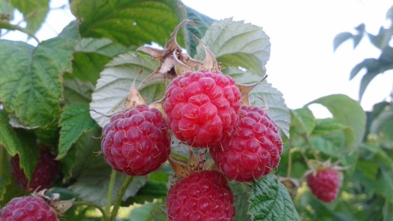 Variétés de framboises pour la voie du milieu