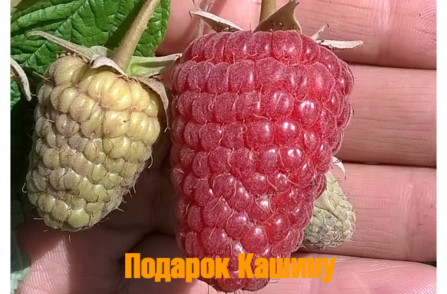 Variétés de framboises pour la voie du milieu