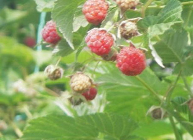 Variétés de framboises pour la voie du milieu