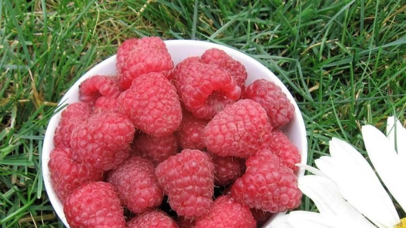 Variétés de framboises pour la voie du milieu