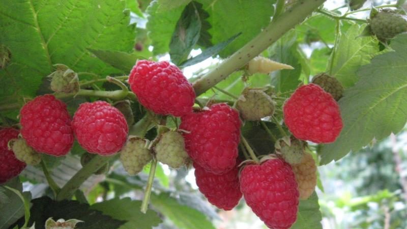 Variétés de framboises pour la voie du milieu