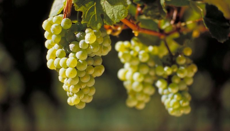 Un cépage Riesling très populaire et délicieux